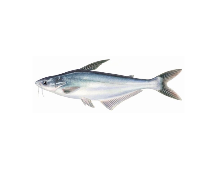 Overview of Pangasius Industry